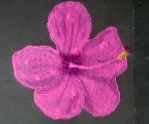 Rose hibiscus