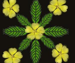 weed appreciation day kolam