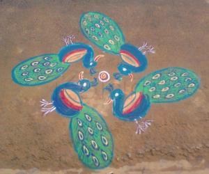 Lovely peacocks by my neighbour