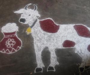 Mattu pongal rangoli