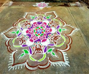 Rangoli: Mattu pongal rangoli 