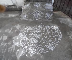 Daily kolam. Peacock.