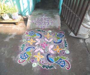 Peacock kolam.