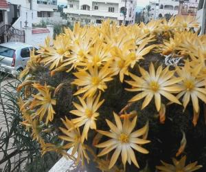 Rangoli: My cactus flowers