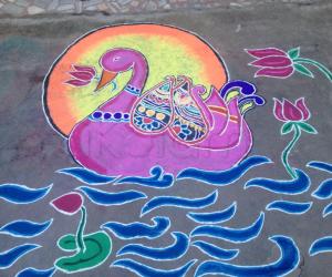 Swan in lotus pond!
