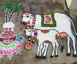 Rangoli: Mattu pongal rangoli