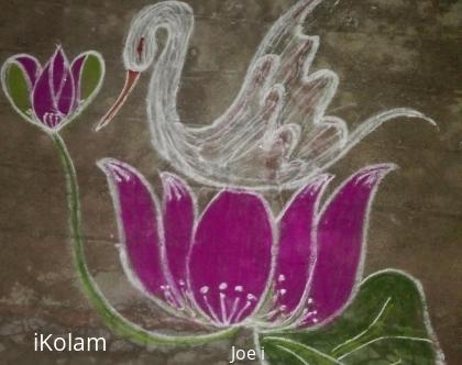 Rangoli: Swan with lotus 