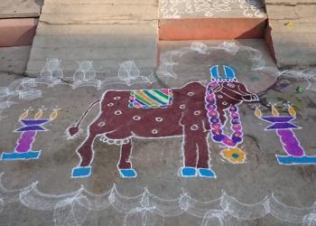 Maattu pongal rangoli