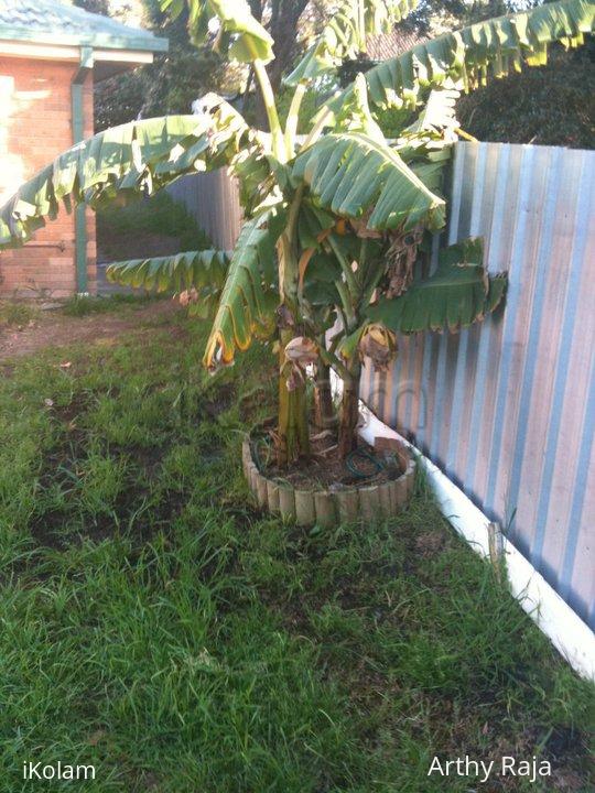 My Garden - Trees - 33636_442430423653_538548653_5057726_148787_n.jpg