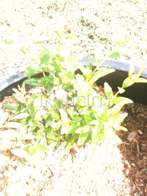 My Garden - Trees - 36067_444275478653_538548653_5089630_311987_n.jpg