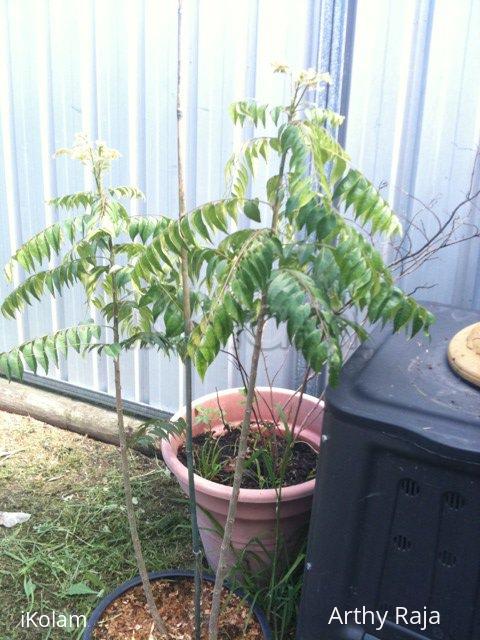 My Garden - Trees - 40896_444275523653_538548653_5089634_6200077_n.jpg