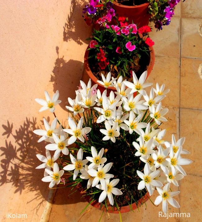  Terrece Garden - DSCN0815_1.jpg