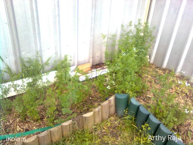 My Garden  seedlings - Image0199.jpg