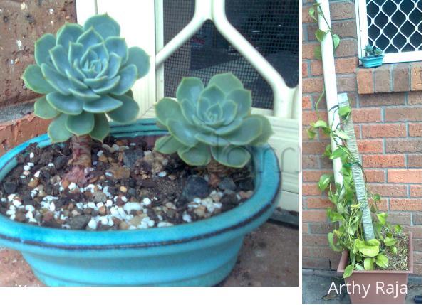 My Garden - Decor plants - decor.jpg
