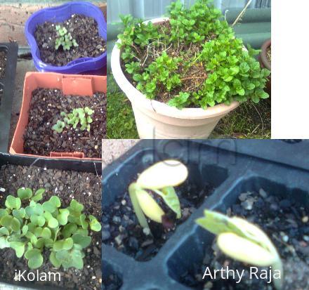 My Garden  seedlings - garden 2.jpg