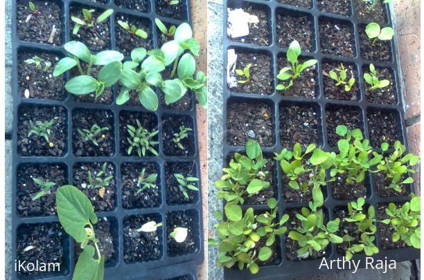 My Garden  seedlings - garden 3.jpg