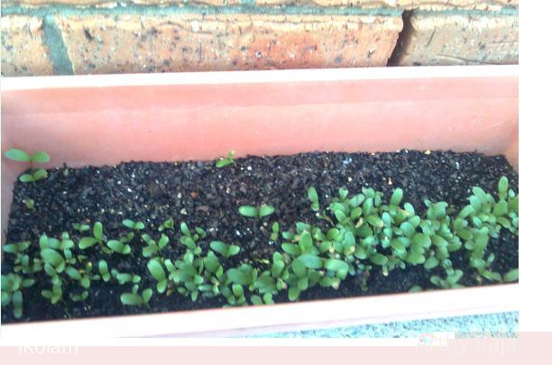 My Garden  seedlings - garden4.jpg