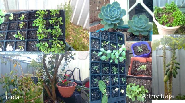 My Garden - my garden.jpg