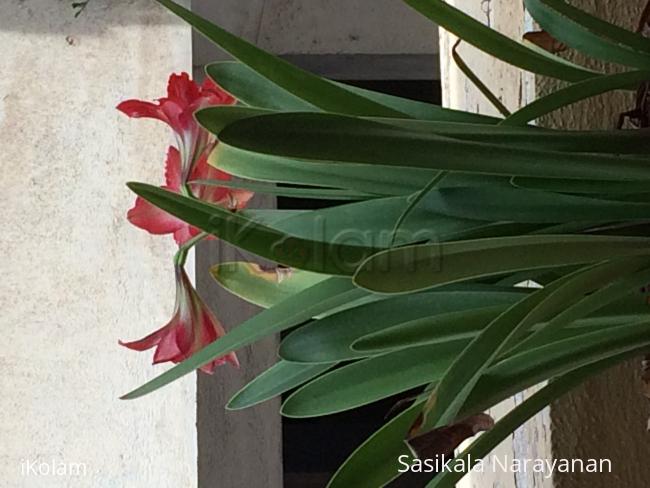 My garden - 