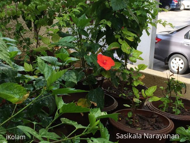 My garden -