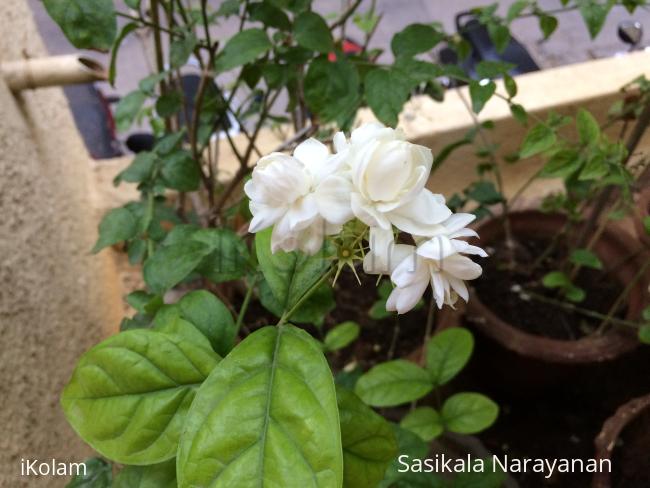 My garden -