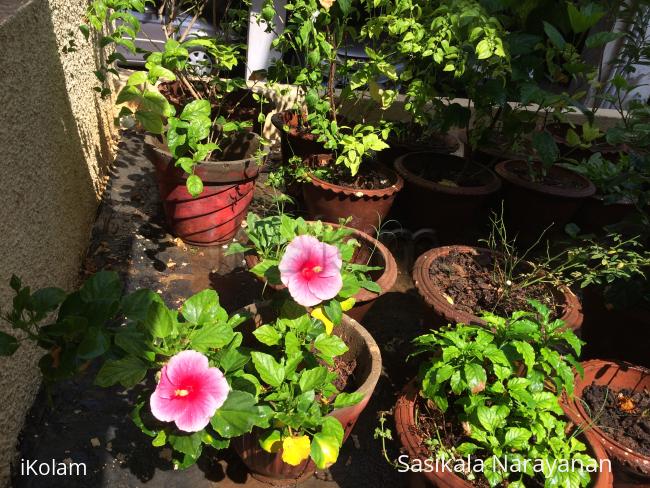 My garden -