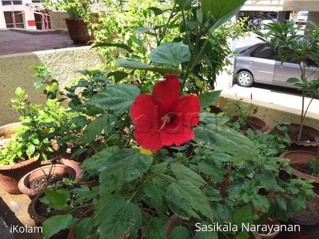 My garden -