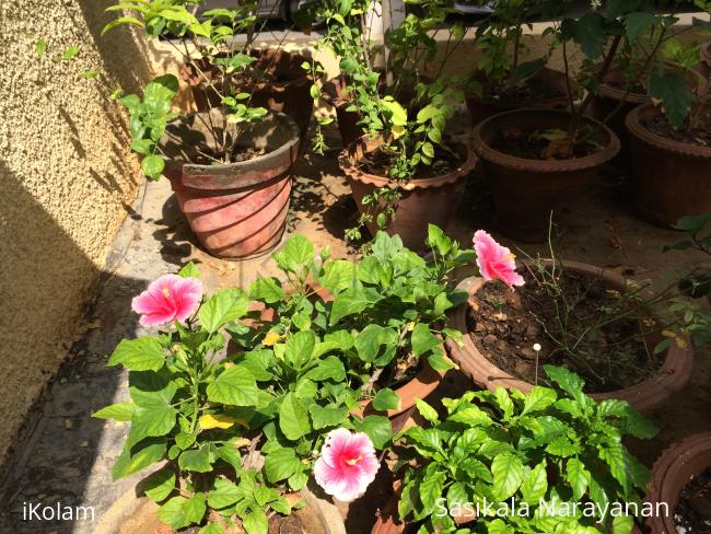 My garden -