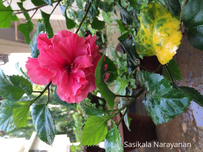 My garden -
