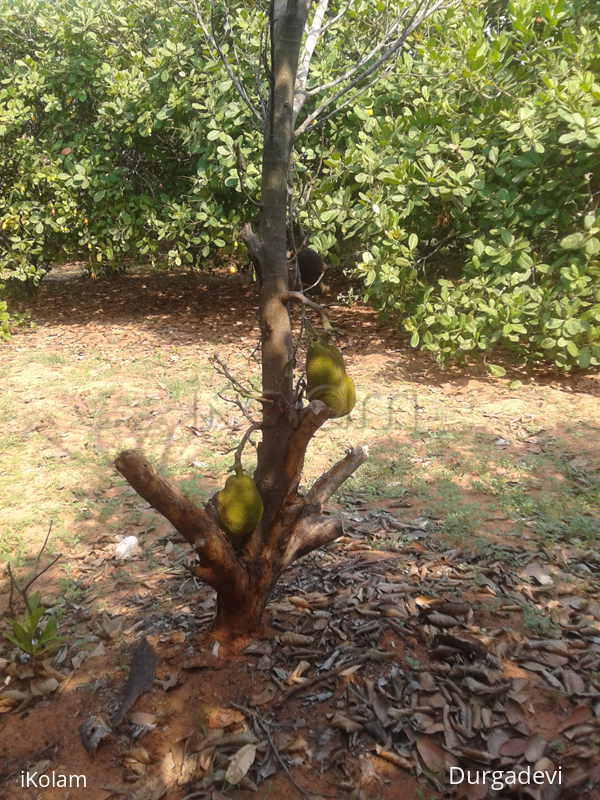 Jackfruits -