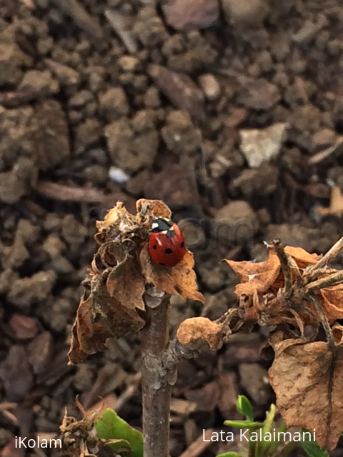 Backyard friends - 