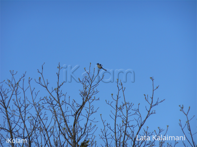 Hiking - Pictures -Bird -