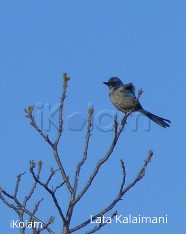 Hiking - Pictures -Bird - 