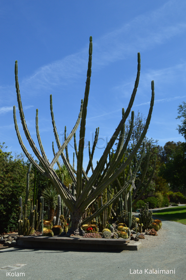 Cacti collection - Cal Poly - California - 