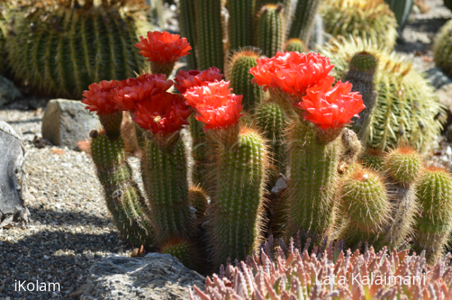 Cacti collection - Cal Poly - California - 