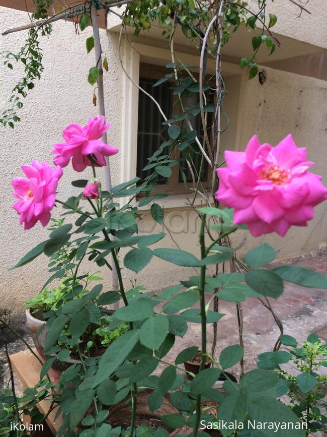 My garden - 