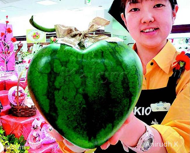 Valetine WaterMelon -