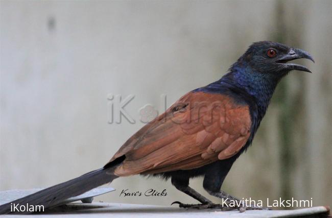 Greater Coucal - 