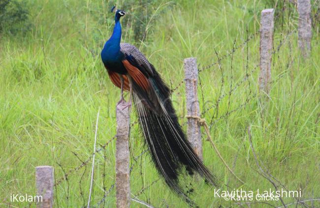 Peacock  - 