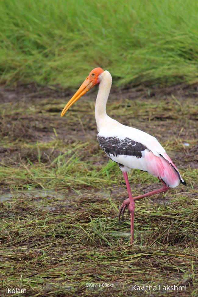 Painted Stork - 