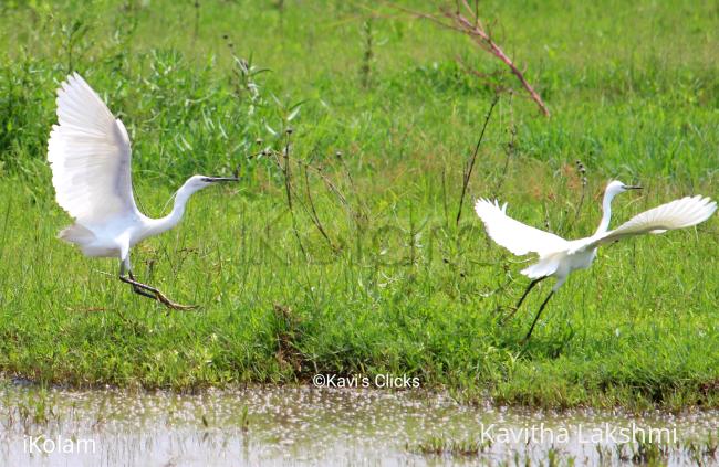 Egrets - 