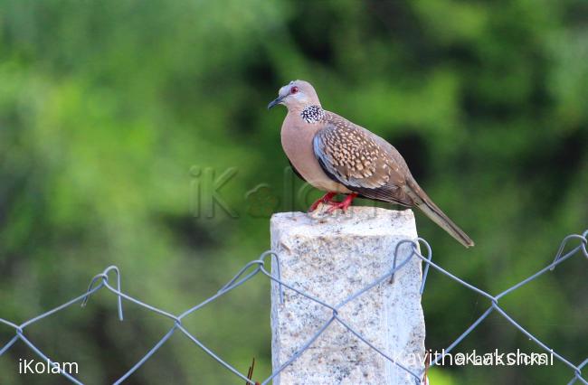 Spotted dove - 