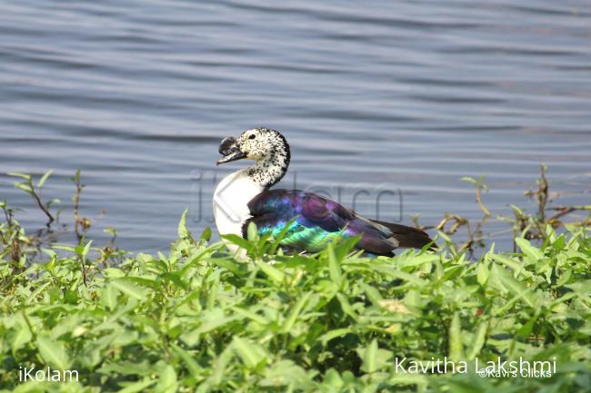 Knob-billed duck -