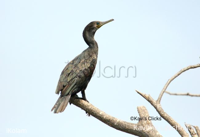 Cormorant  - 