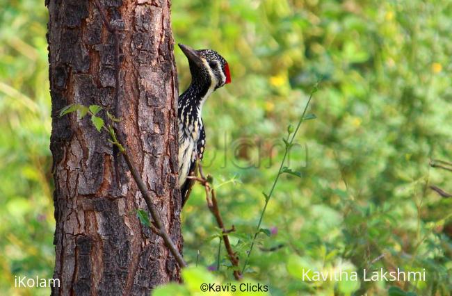 Black-rumped flameback - 