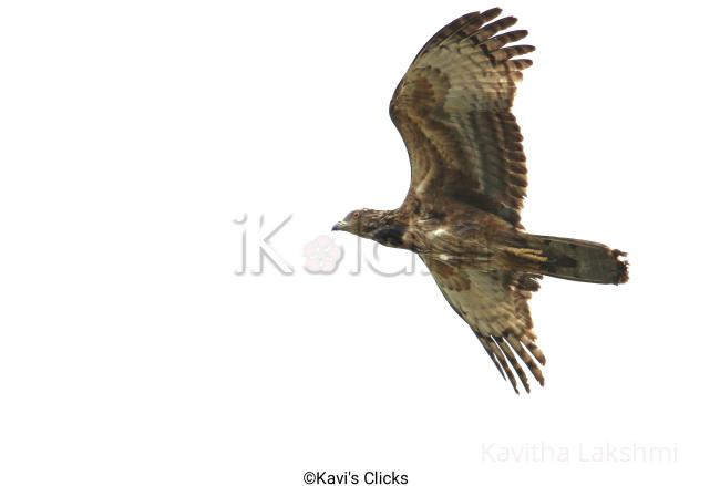 Honey buzzard  - 