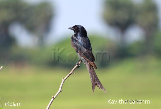 Black Drongo  - 