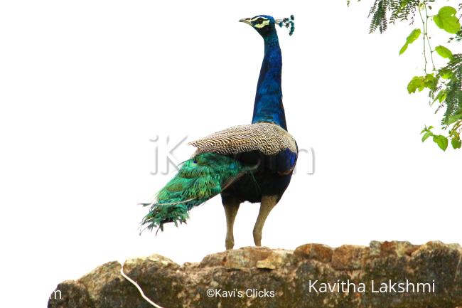Indian Peafowl  - 