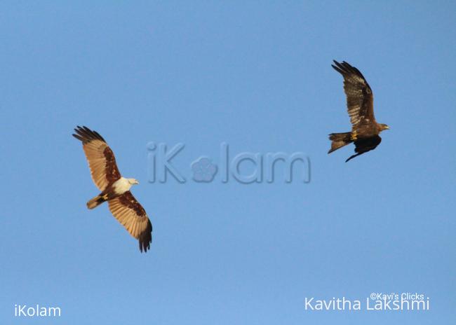 Kites in flight  - 