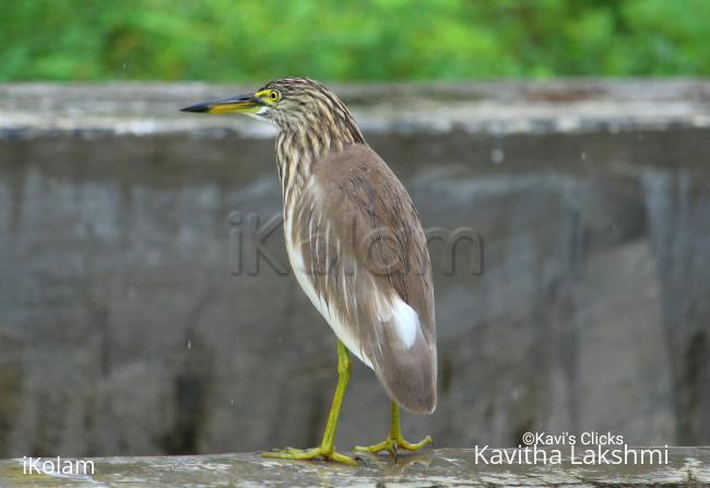 Indian Pond Heron  - 